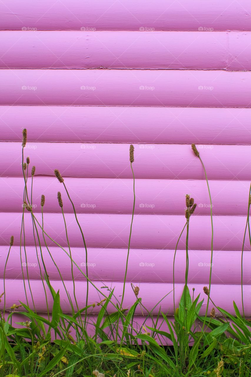 Desktop, Abstract, Color, Garden, Grass