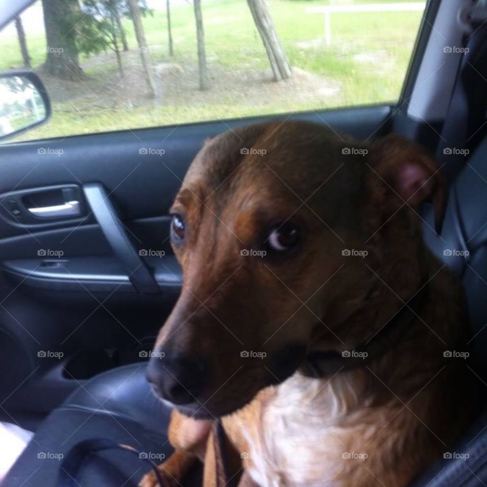 Rex after a wet day of play 