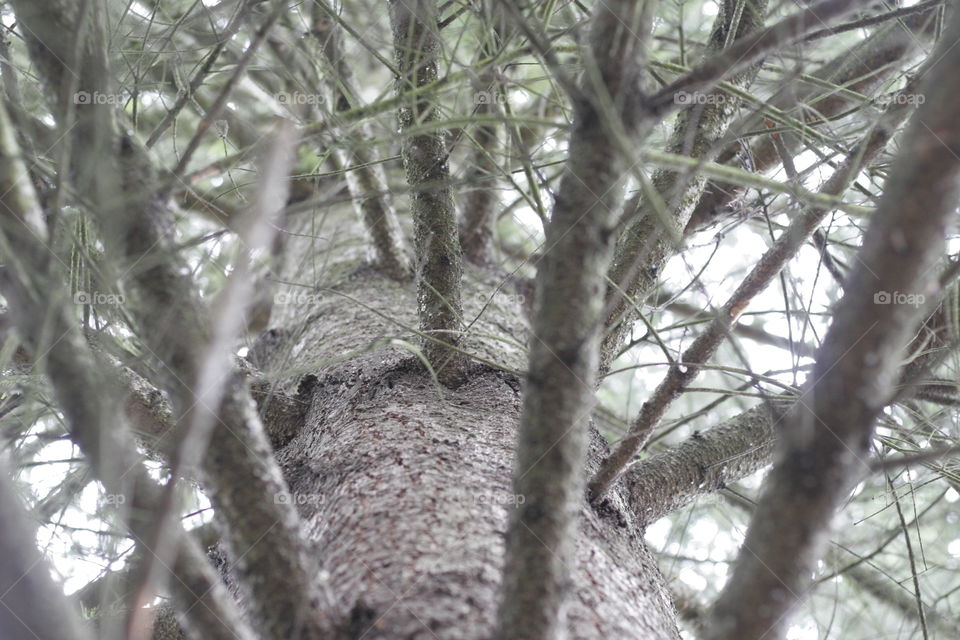 looking up a tree