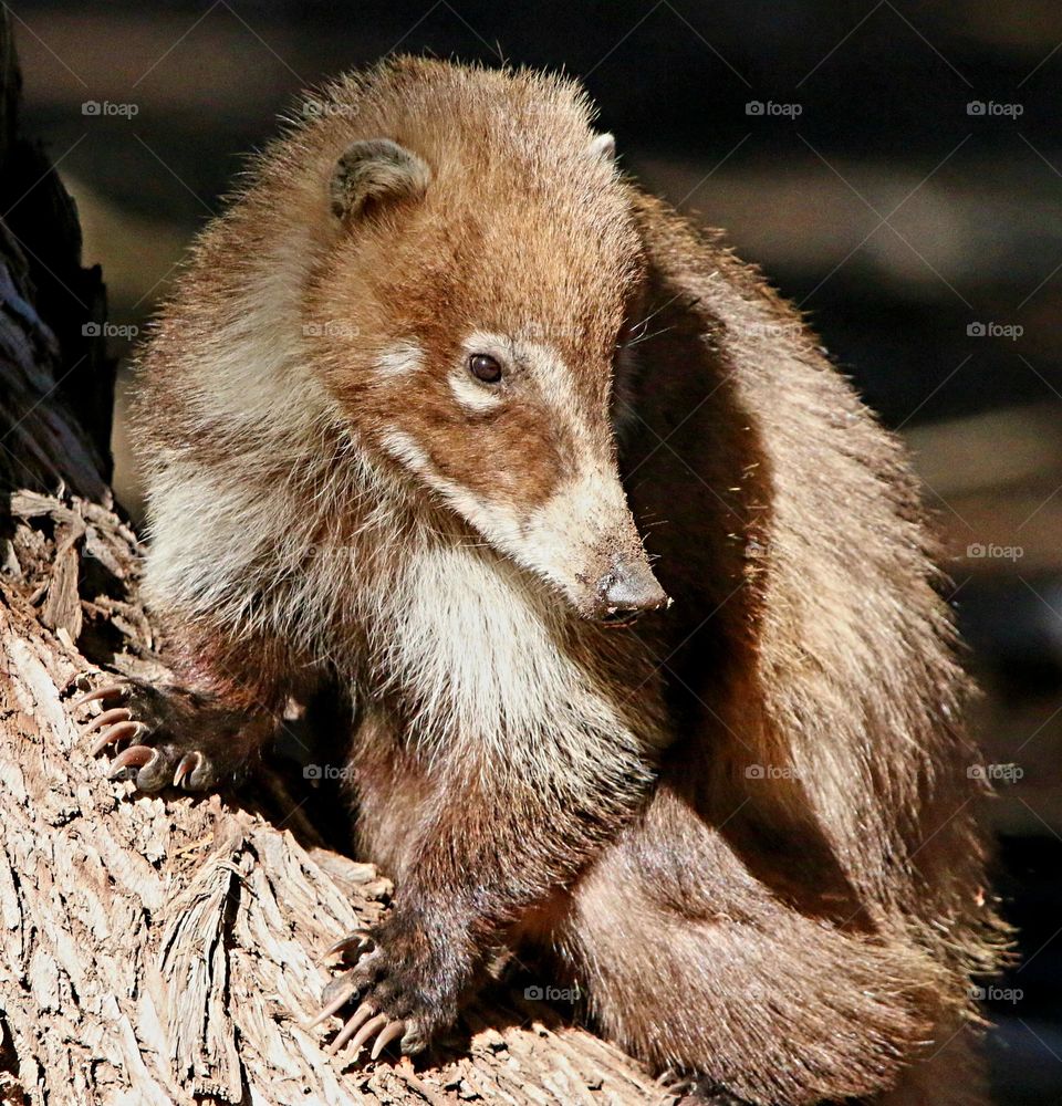 Closeup Portrait of a Coati