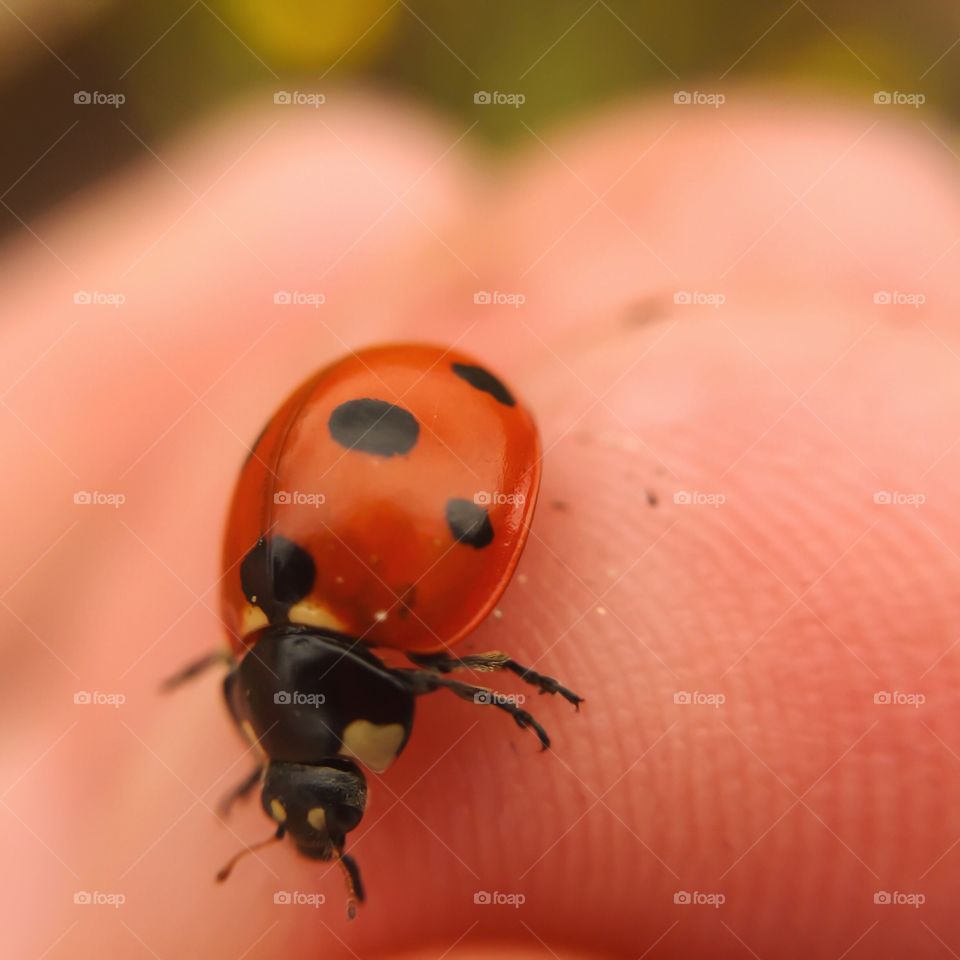 Ladybug, Beetle, Insect, Tiny, No Person