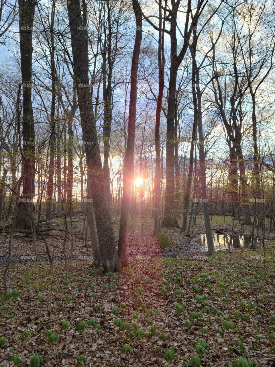 Sunset in the Woods
