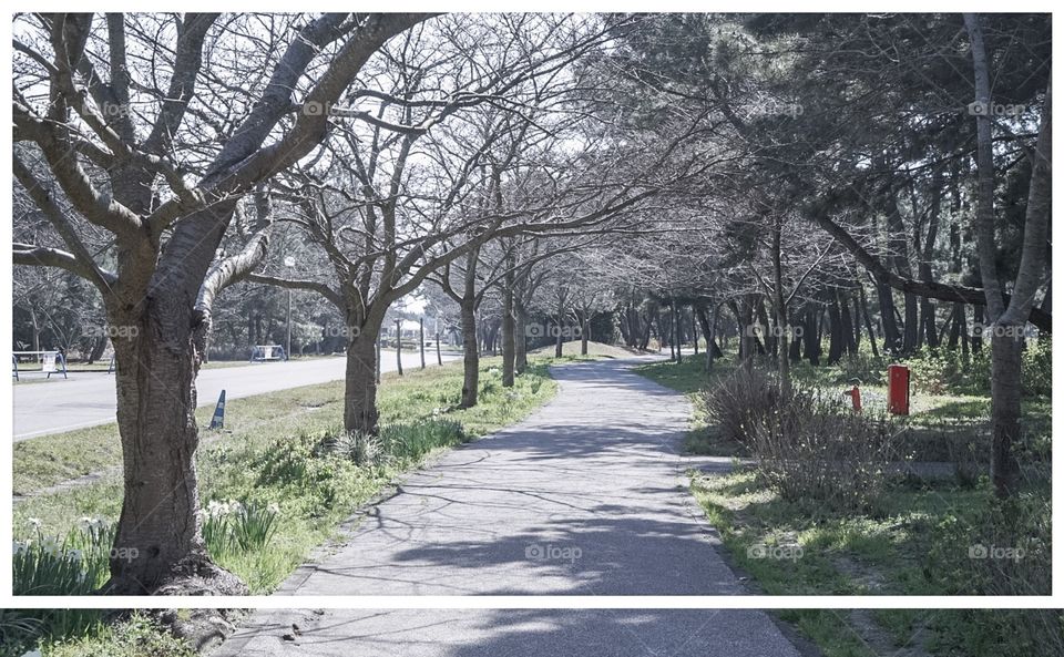 Walking path in Fukuoka park