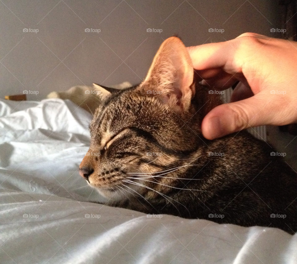 cat kitty content tabby by Vulcan38