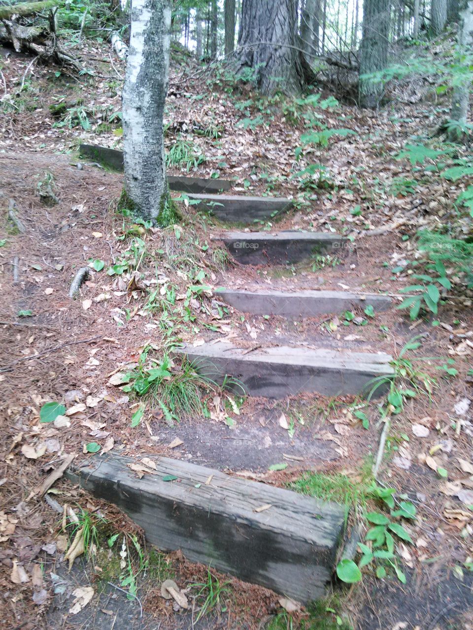 Trail Stairs. Stairs set into a trail in the woods. 
