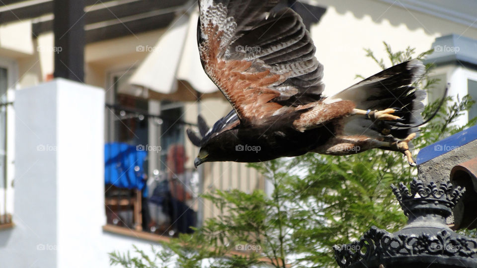 Flying eagle, falconry