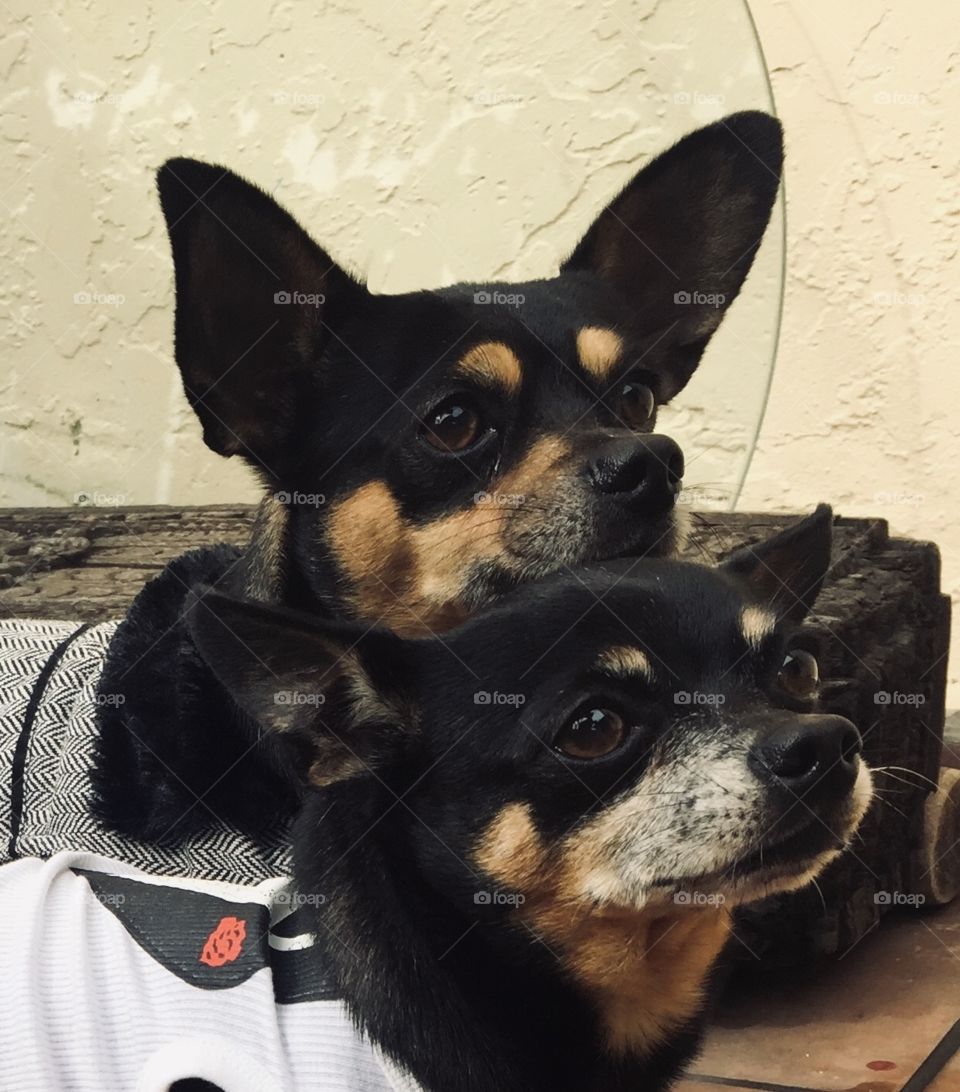 Chihuahua hermanitos