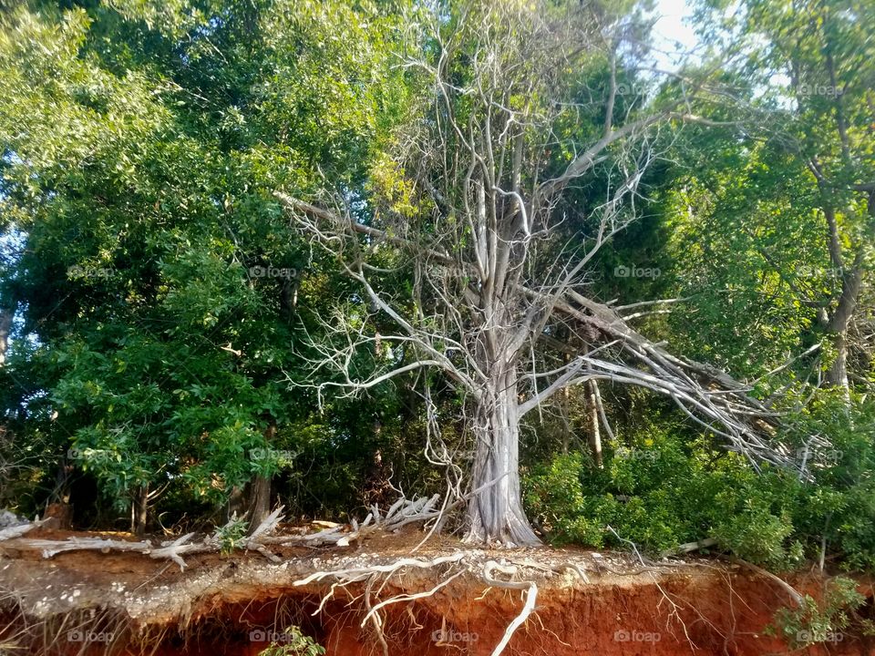 sun bleached tree