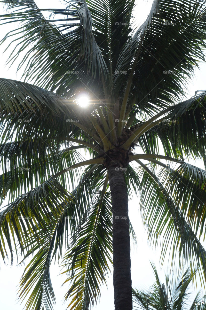 tree palm by photoplyr