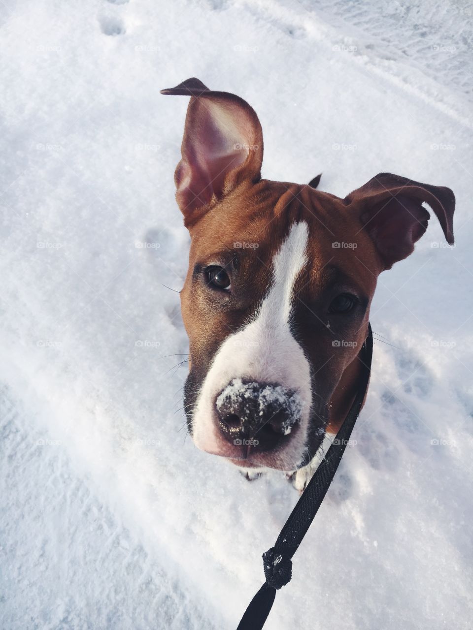 Cute amstaff puppy sitting in the snow