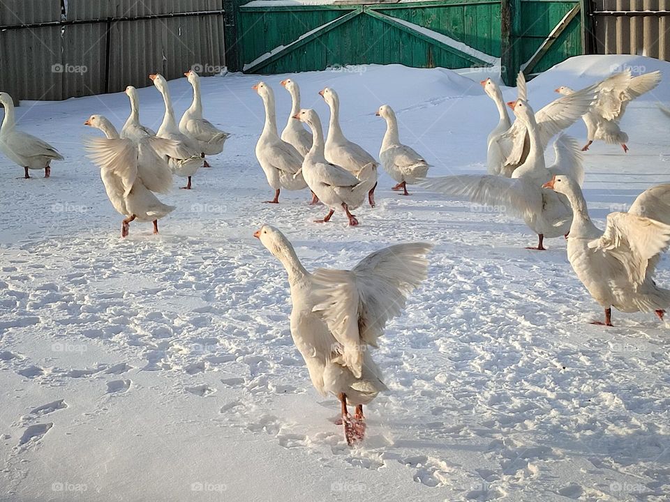 гуси