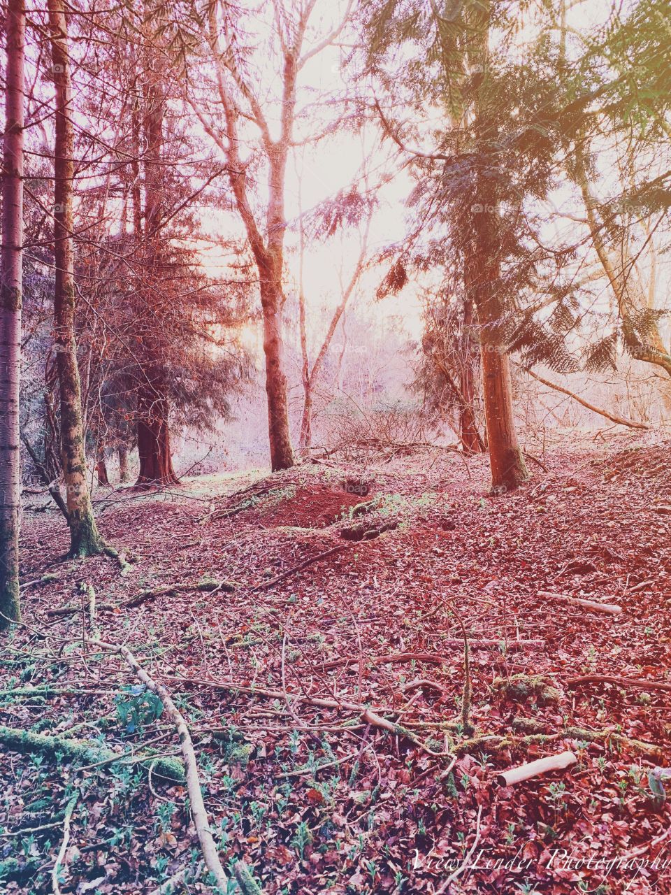 Early spring in the Cotswolds. 