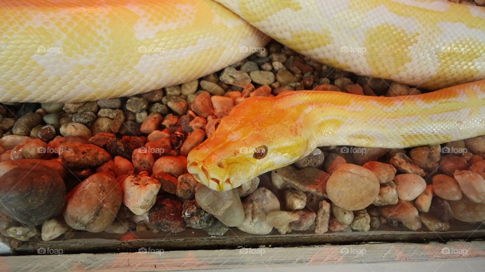 Albino Python