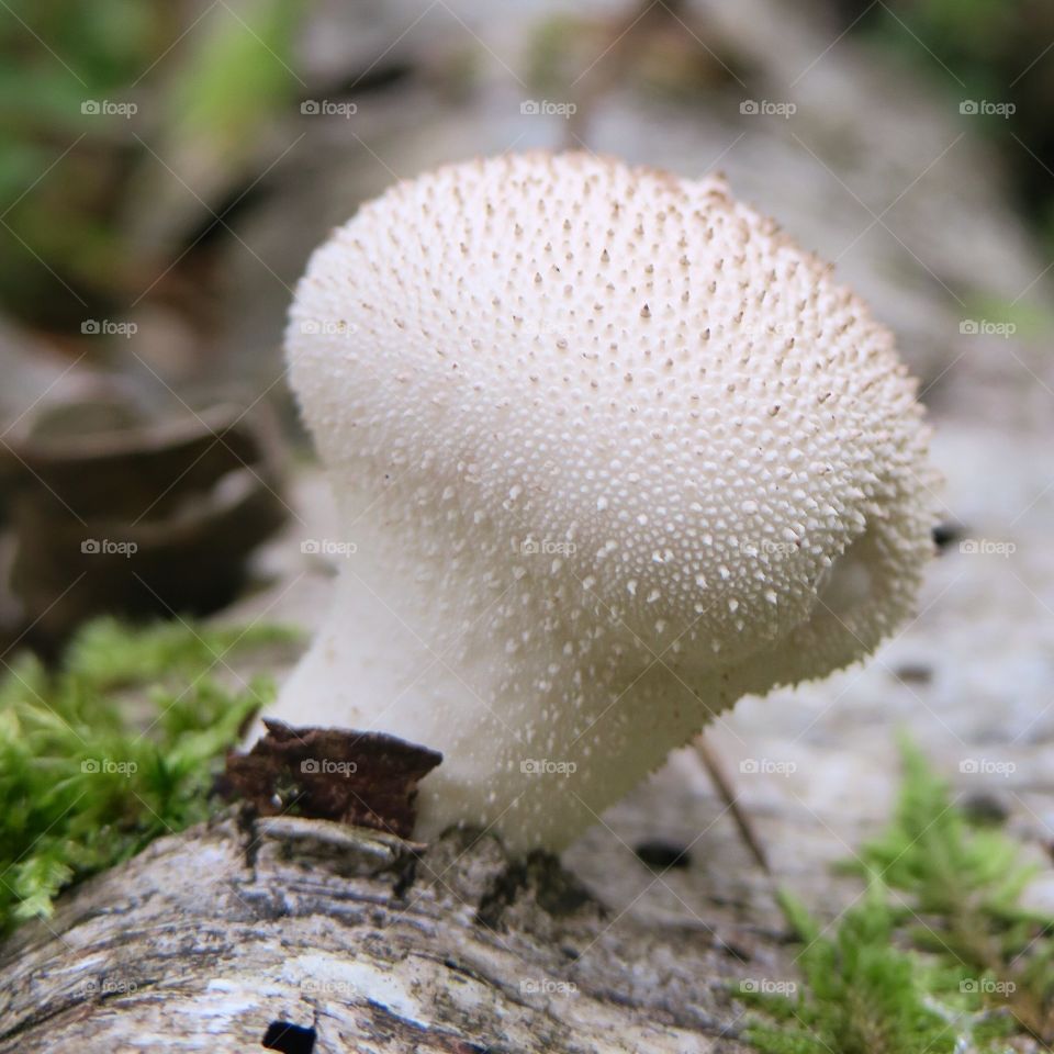 Mushroom