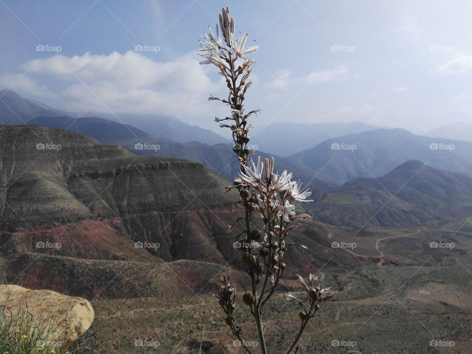 mountain top flower