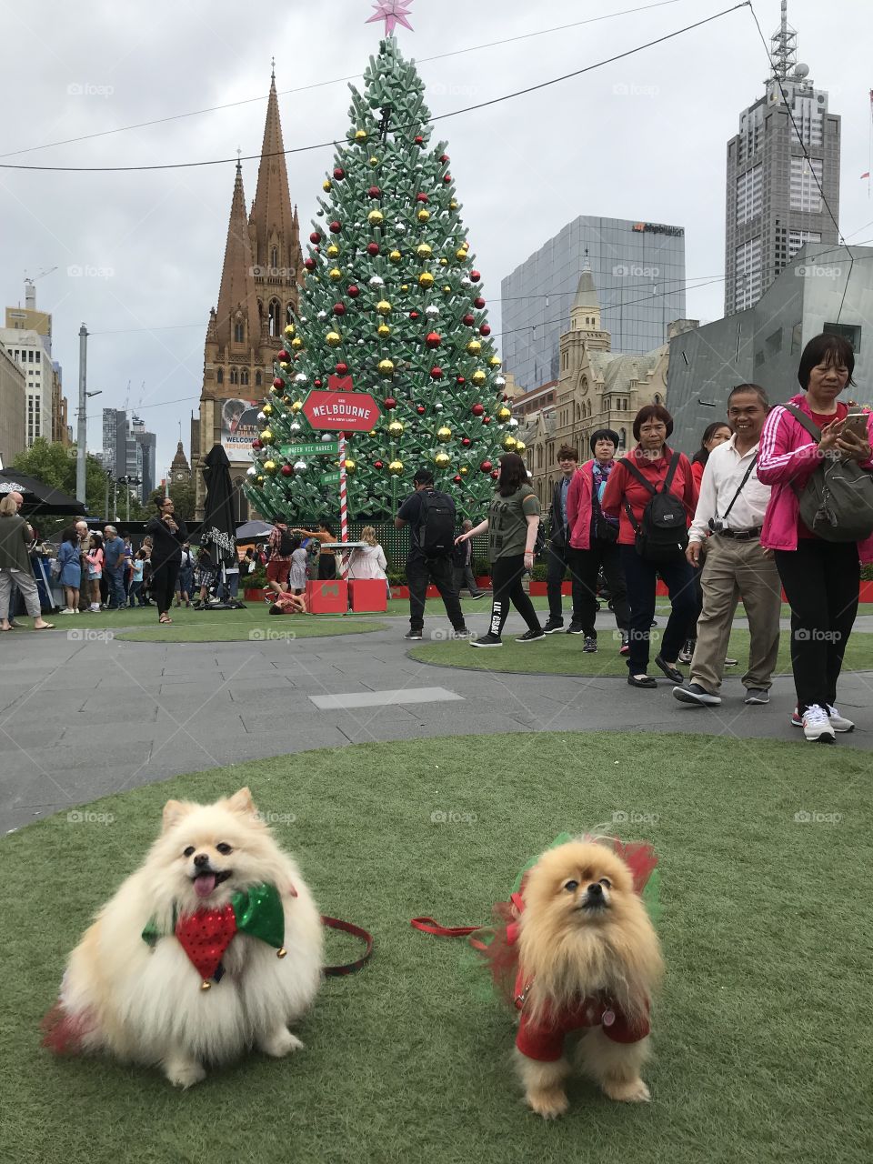 Celebrating Christmas season with cuties Pom in Melbourne City