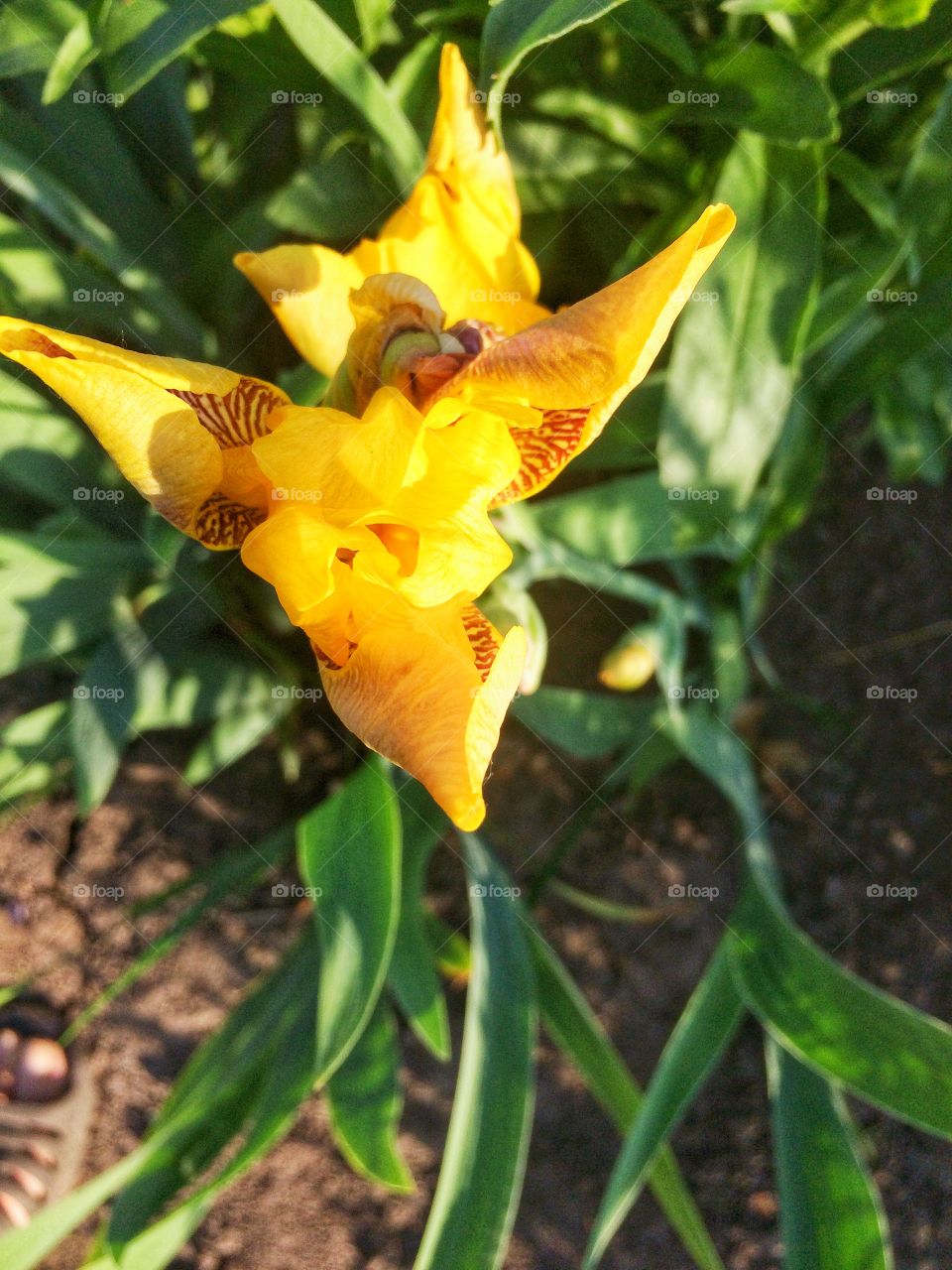 Blossom garden flowers iris 