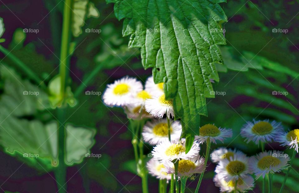 Nature. Wildflowers