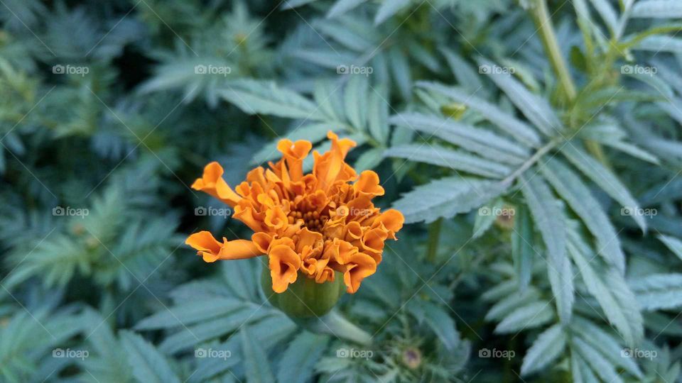 Immature floral bud.. Medicinal plant