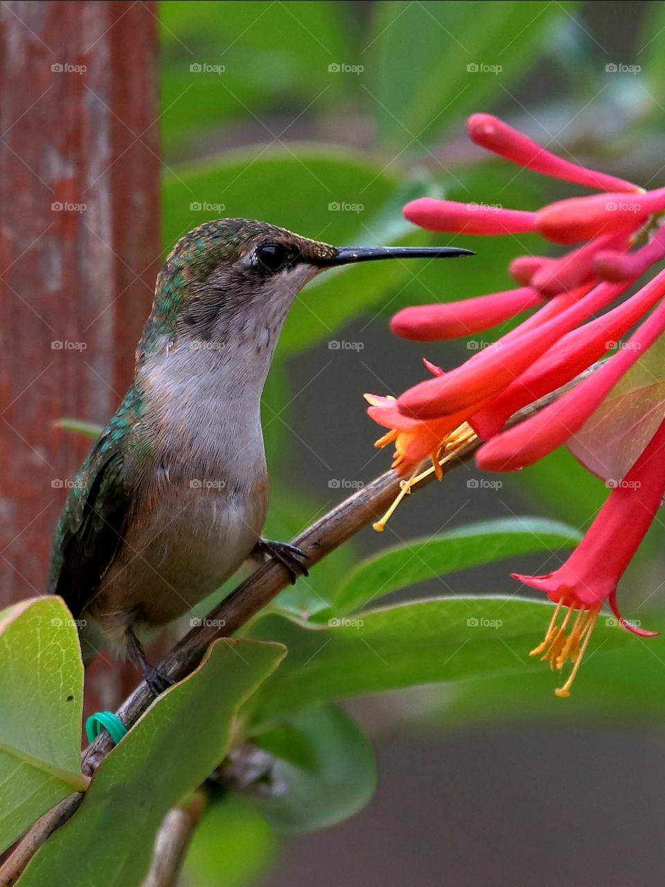 ruby-throated hummingbird