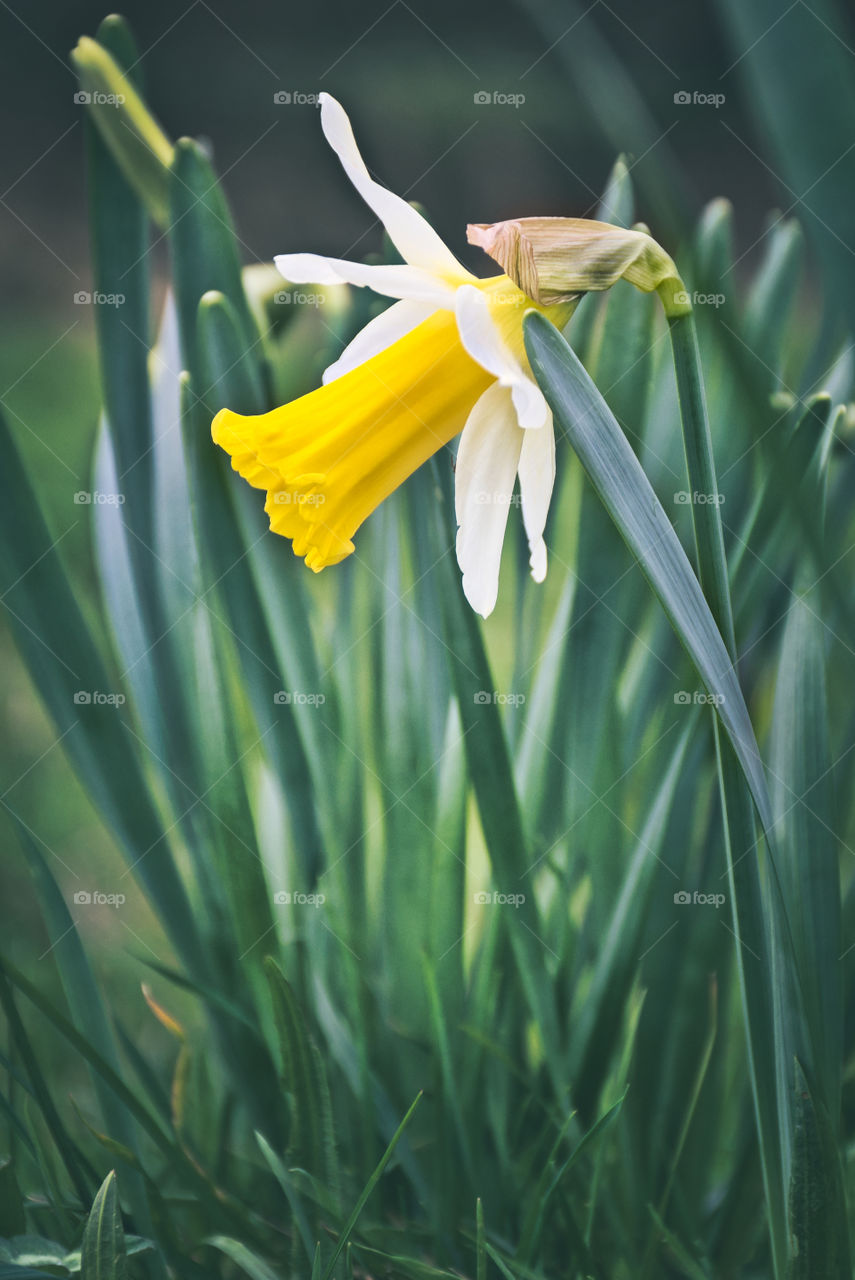 Daffodil