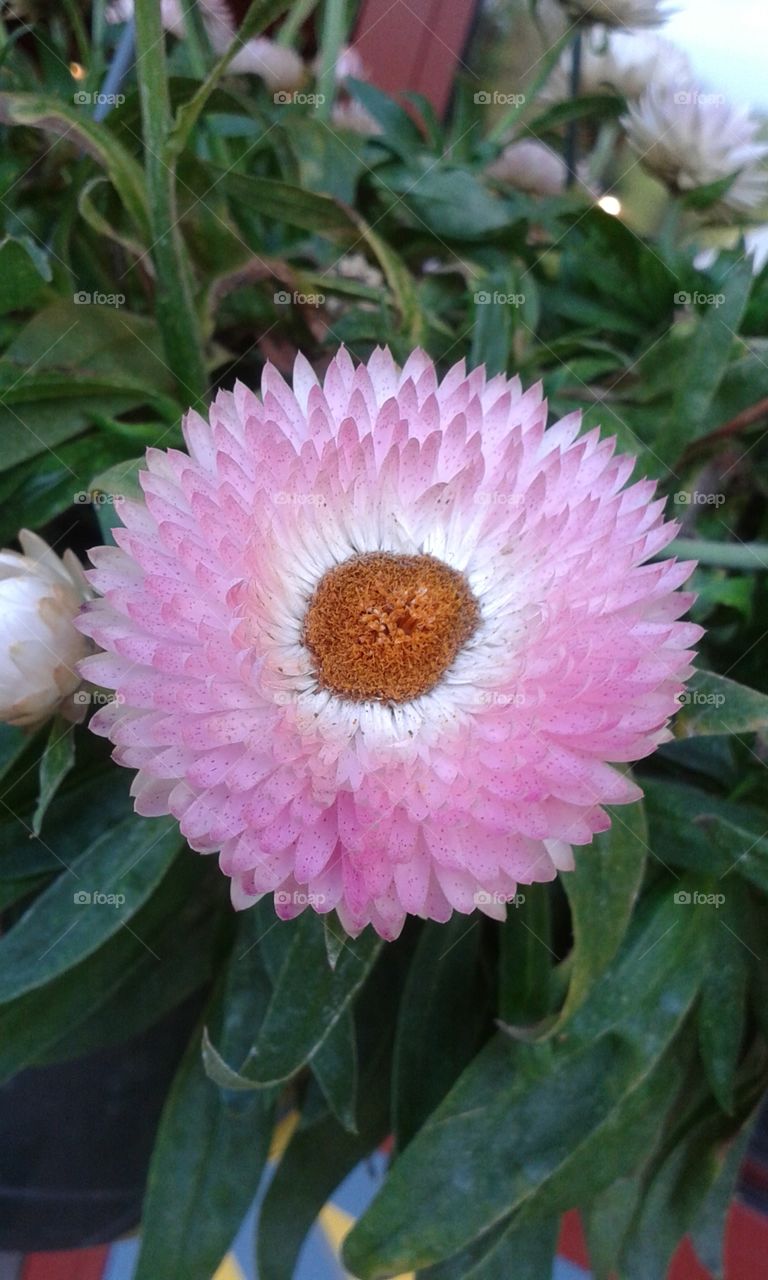 Nature, Flower, Flora, Garden, Leaf