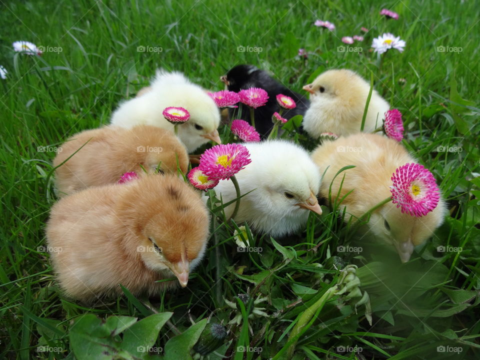 Small chicks in garden