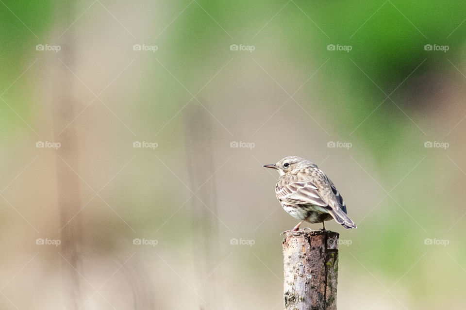 Female Robin bird. Erithacus rubecula.