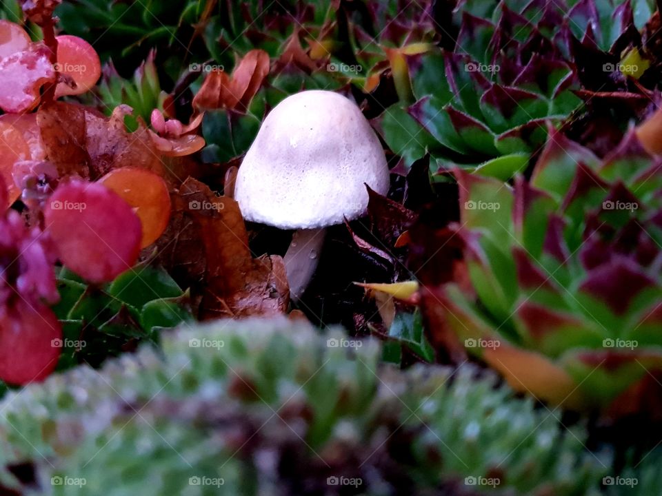 Mushroom between succulents