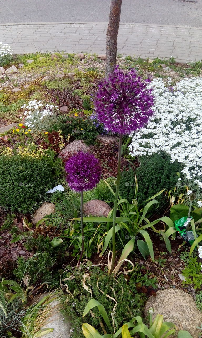 spheres of flowers