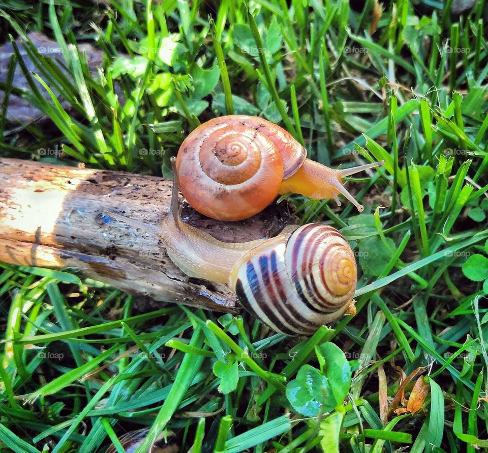 Couple of snails in the garden.  Fiendship od této different snails