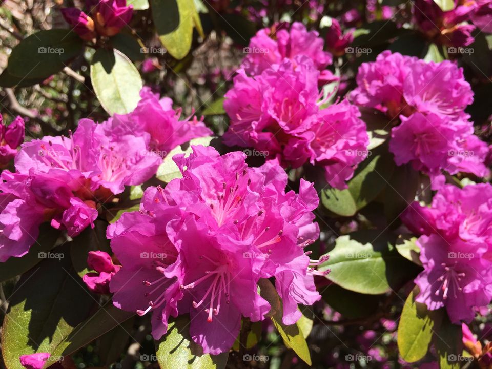 Rhododendron or azalea