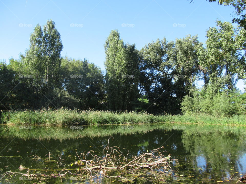 lake, trees, shrubbery, sky and water