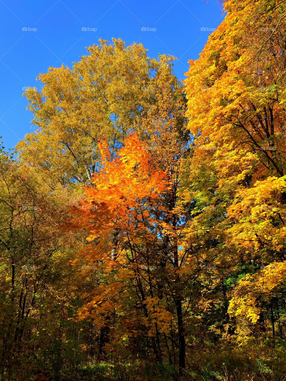 Autumn. Three trees.  Red tree.  Yellow tree.  Orange tree