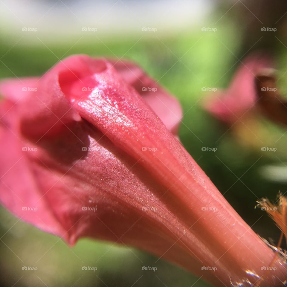 Azalea bud