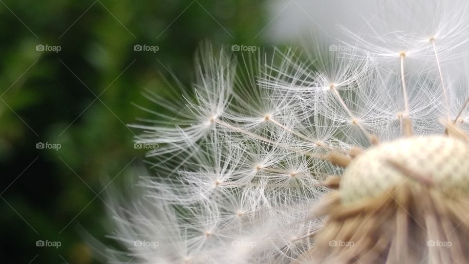 dandelion