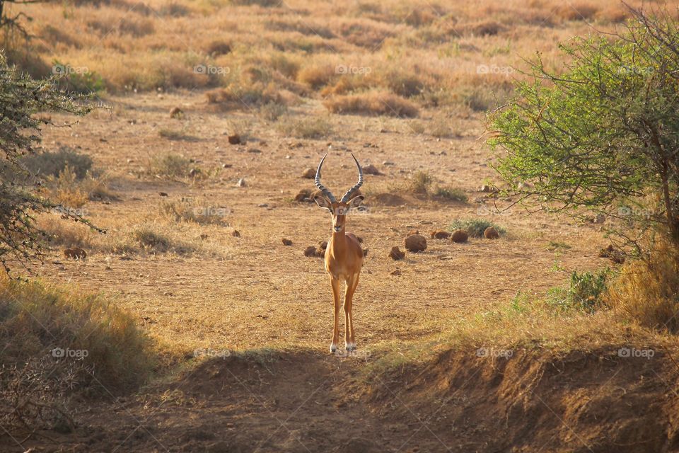 An impala against the African Serengeti.