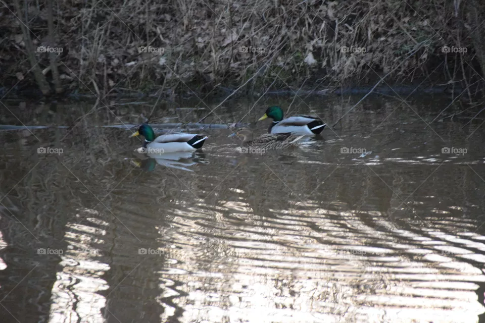 Swimming mallard ducks