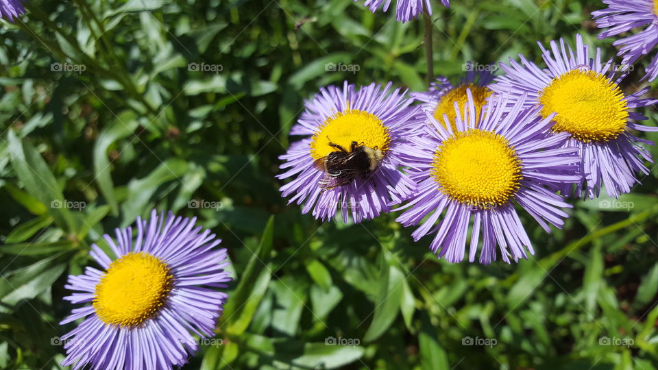 pollen gathering