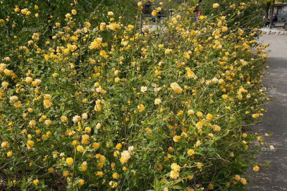 Yellow flowers 