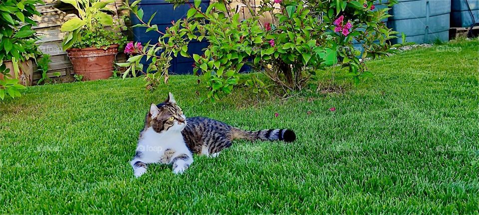 Sprawled out on the lush green grass of the garden of the beautiful one story house in “Lower Bavaria”, Germany is “Roukey”, the tomcat. He is the more adventurous one of the two cats that live here and an avid climber. 2024. Hypnotic Productions