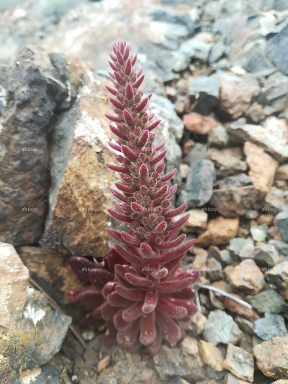Plant in mountain