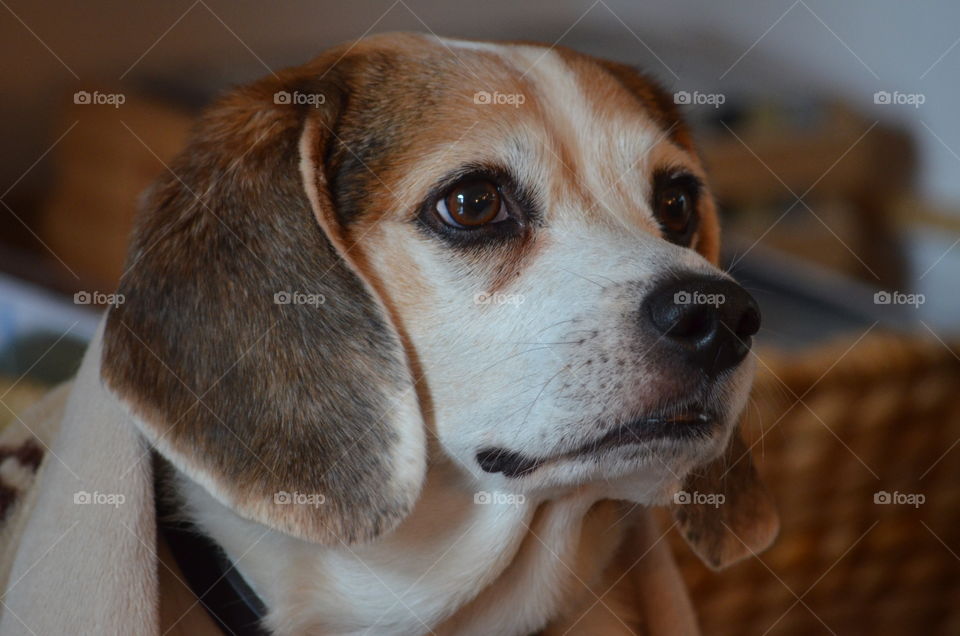 cute beagle