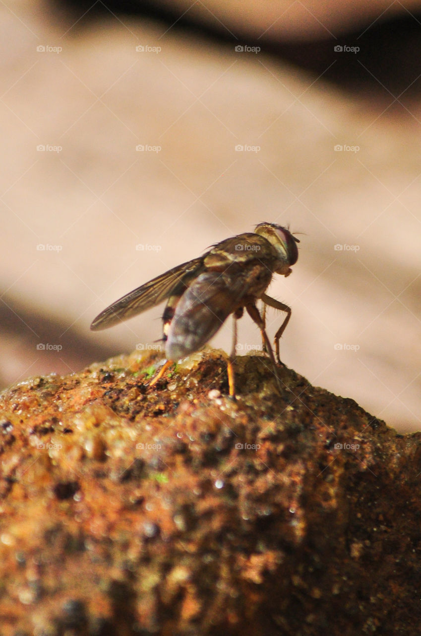 A fly waiting on a stone