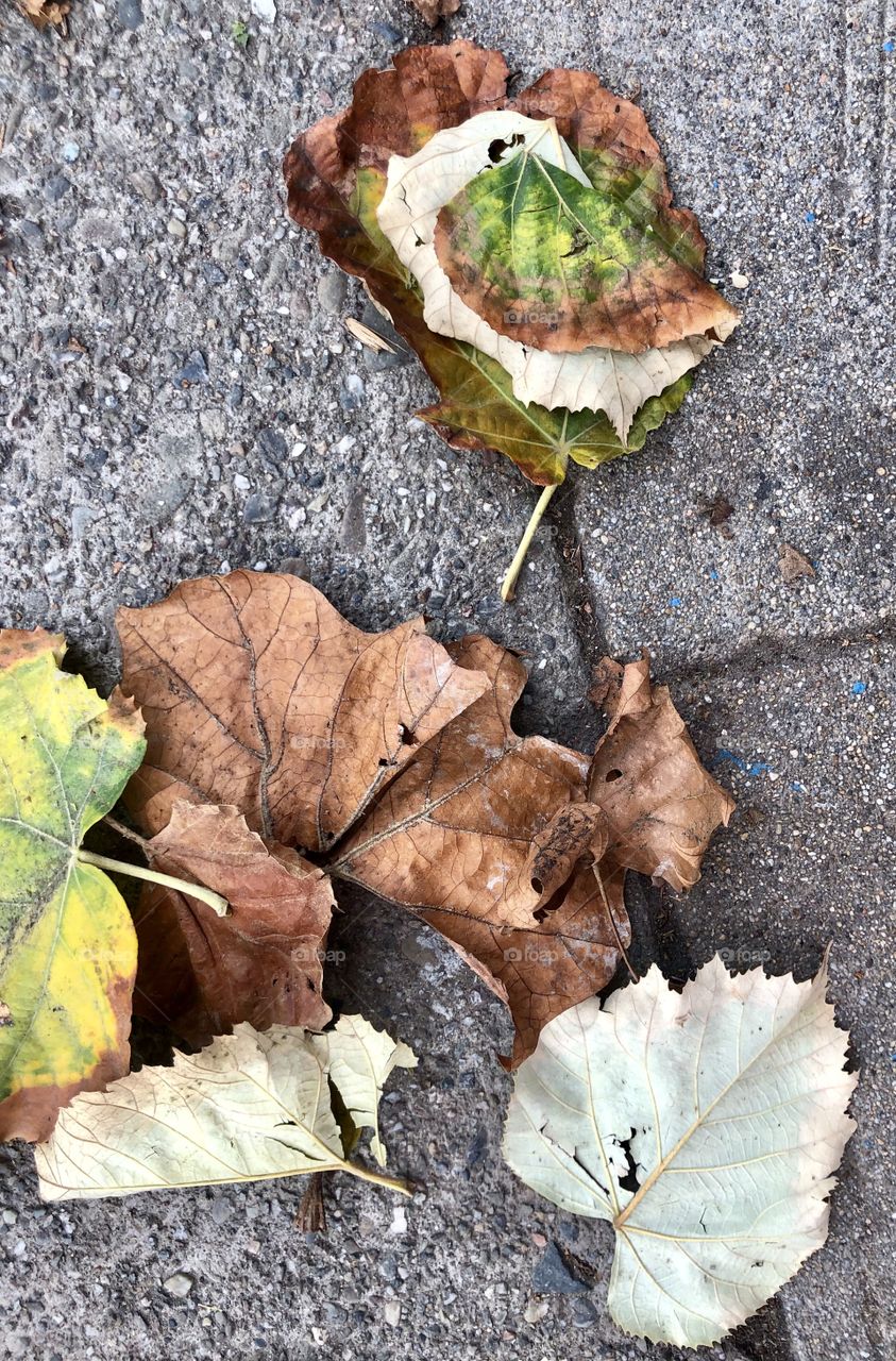 Autumn in a nutshell; the nicer side of the streets in Oakland California.
