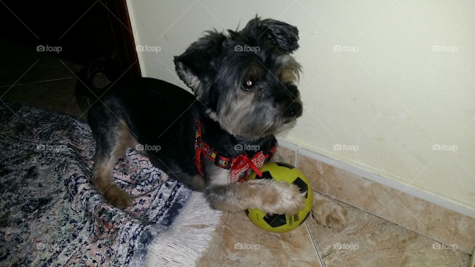 Dog with ball