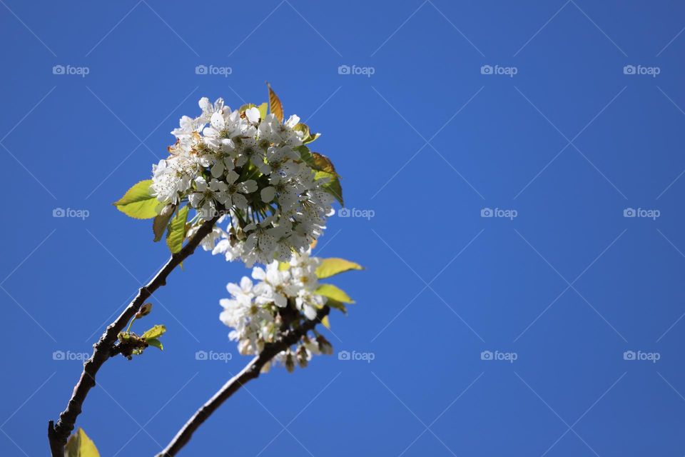 Apple blossoms up in the blue sky