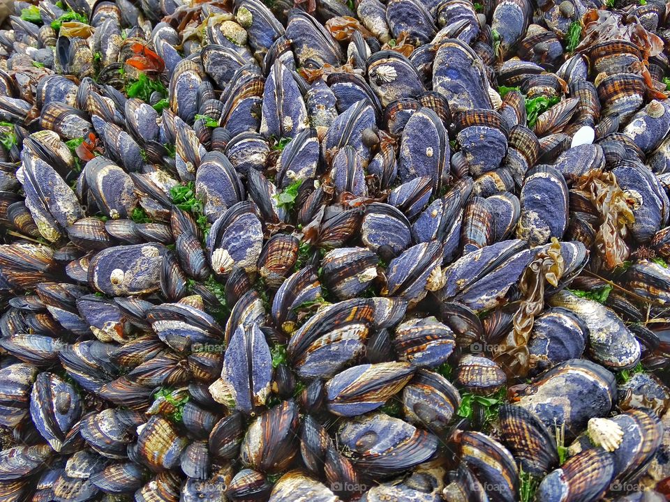 Tide Pool Mussels. Mussels Colonizing A Rock In An Ocean Tide Pool
