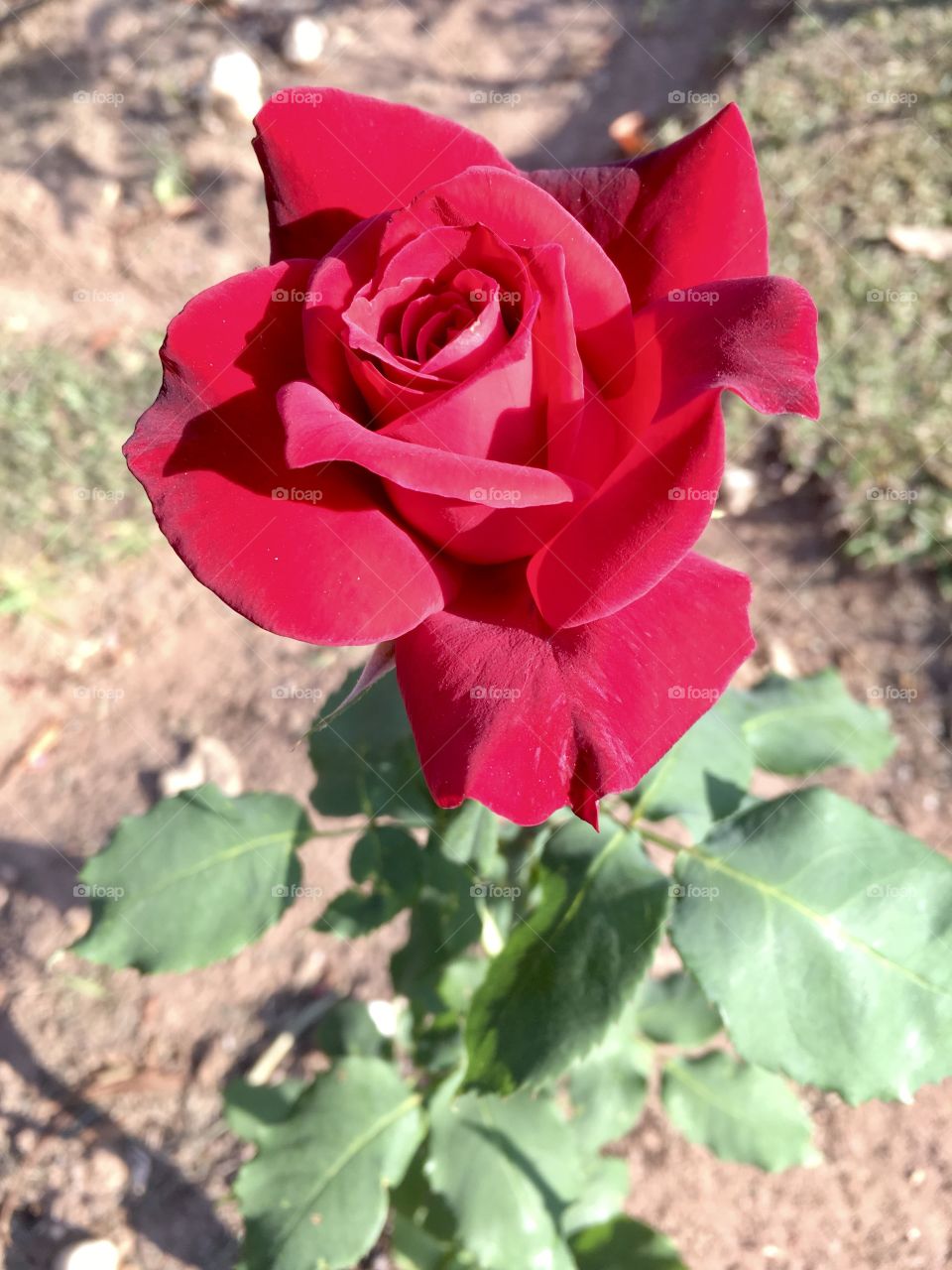 🌹 🇺🇸 Very beautiful flowers to brighten our day.  Live nature and its beauty. Did you like the delicate petals? / 🇧🇷 Flores muito bonitas para alegrar nosso dia. Viva a natureza e sua beleza. Gostaram das pétalas delicadas? 