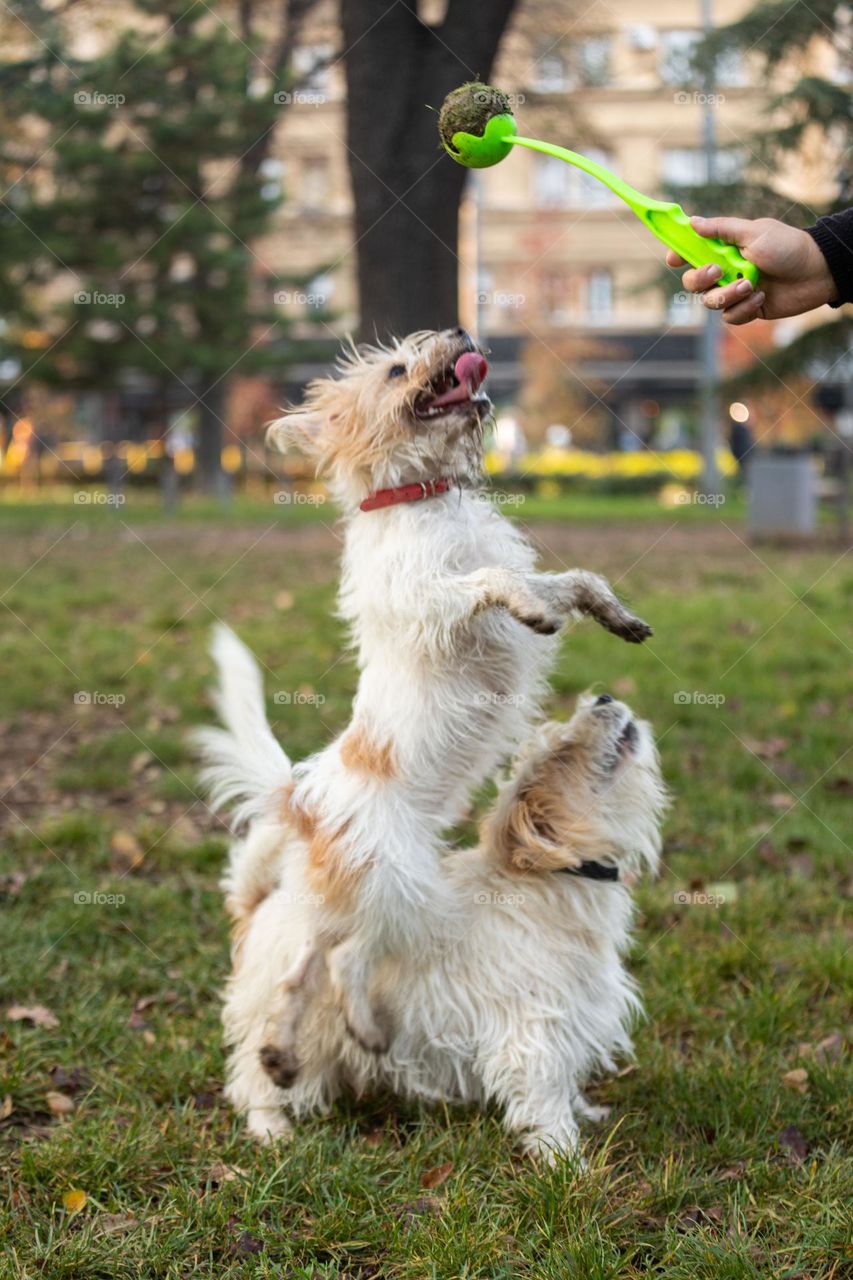 The dog playing with a ball